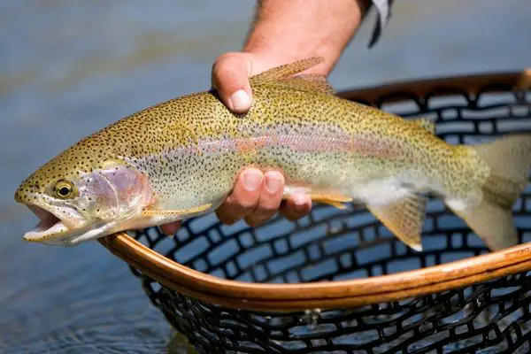 How to catch holdover trout in a stocked fishery
