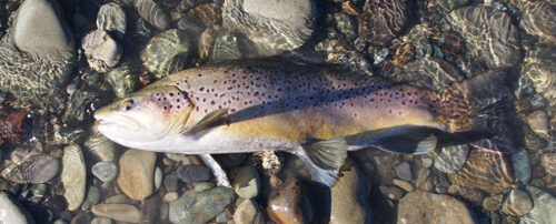 Large brown trout