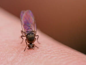 Sandfly drinking blood