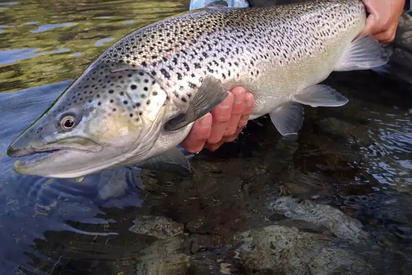 Fly Fishing for Sea Run Brown Trout