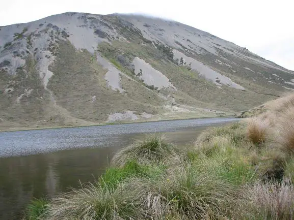 Brown trout fish lake
