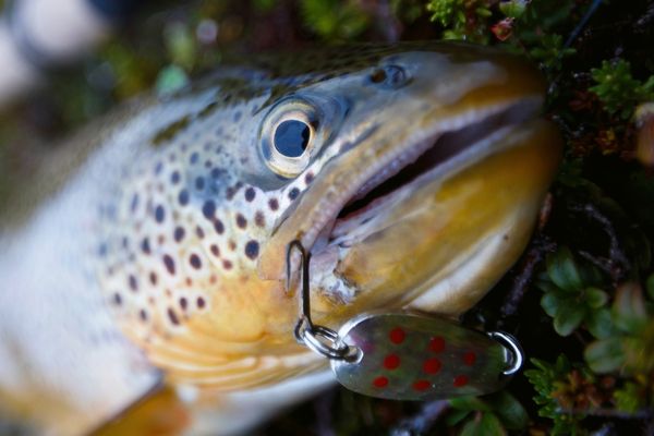 25 Best Lures for Brown and Rainbow Trout