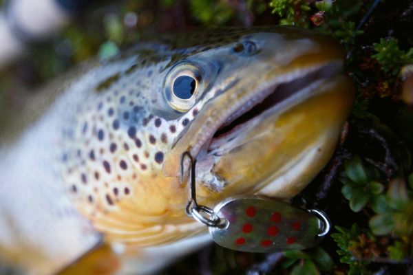 Trout caught on one of the best 25 lures of all times