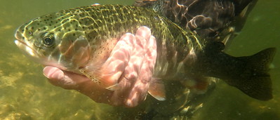 Ten hints on how to release trout quickly and safely.