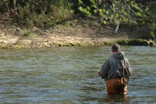 Fly fishing for trout in Georgia