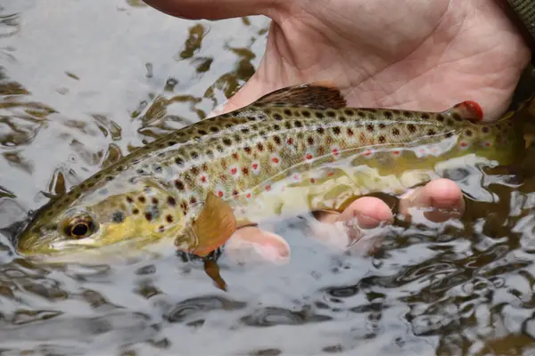 It is best to keep a trout in the water when photographing it
