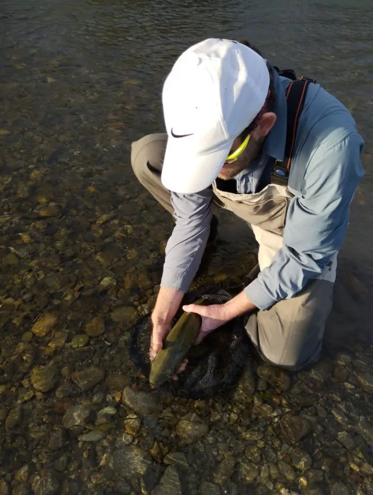How to minimise stress when photographing trout