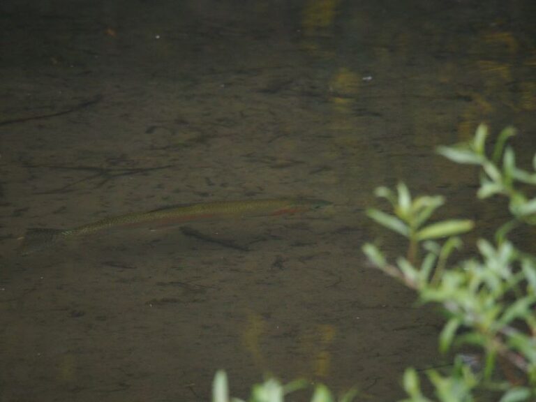 Sight fishing for trout – The Ultimate guide