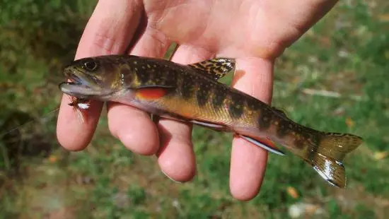 Where to find Brook Trout in New Zealand