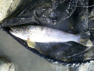 Brown trout in rubber mesh net. 