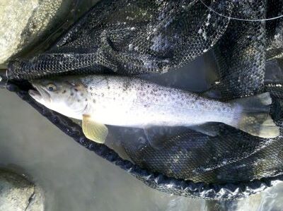 Fishing with a ned rig is a great way to catch trout