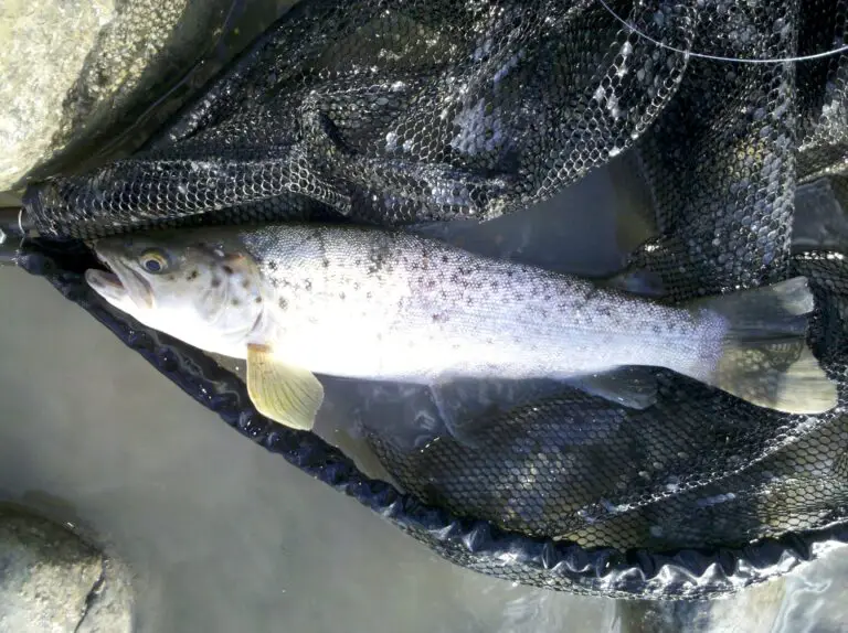 10 Early Spring Fishing Tips to Catch More Trout Trout Resource