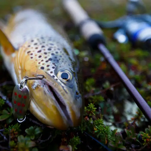 10 of the best spoons for trout fishing