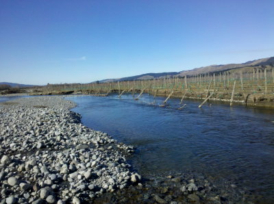 This braided river decided to flow through a vineyard