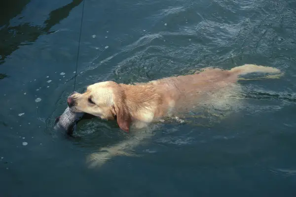 The best and worst fishing dogs