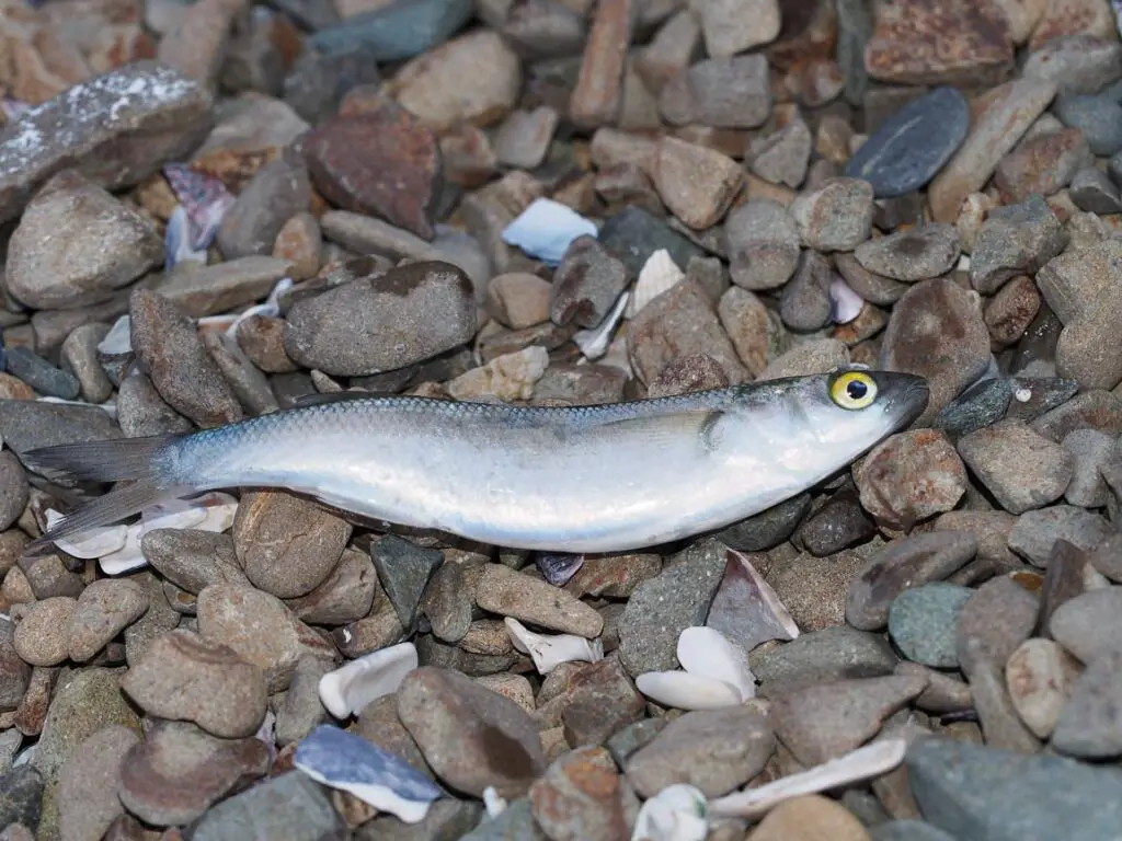 Live Minnows, the secret way to catch trophy trout Trout Resource