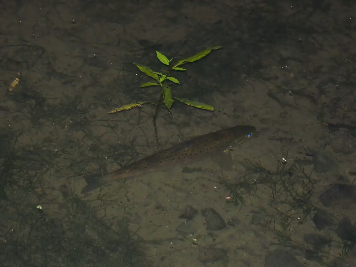 10 Best Lures to Catch Trout at Night Trout Resource