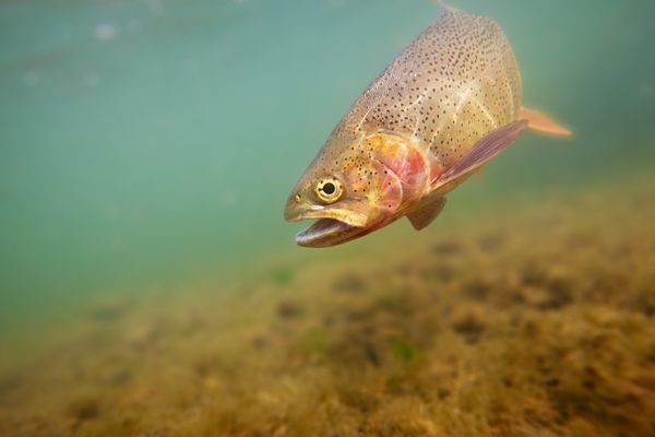 Reasons why trout will chase after a lure but refuse to take