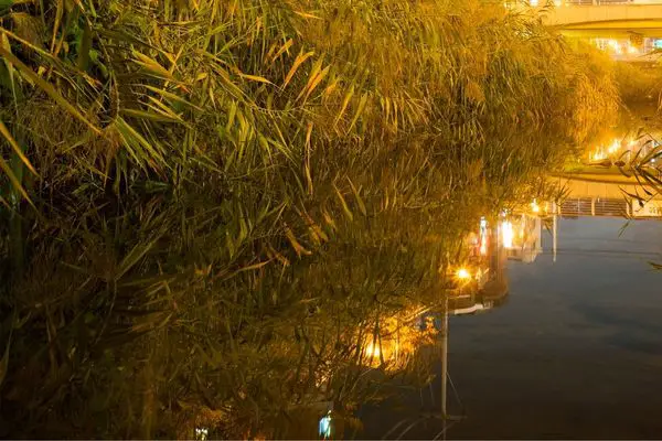 Night fishing for Trout in Urban Environments.