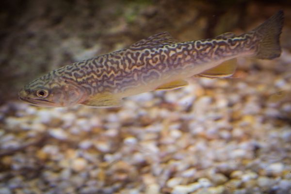 Discover the Intriguing World of Trout, Salmon, and Char Hybrids – 10 Examples