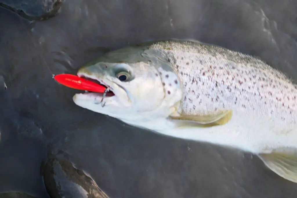 How to catch trout in winter on Jerkbaits? Trout Resource