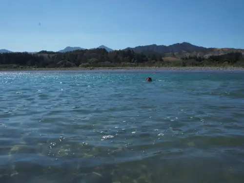 Can trout be caught when people are swimming nearby?