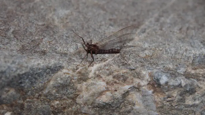 Female Mayfly Dun