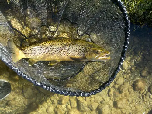 What is the best way to weigh a trout?