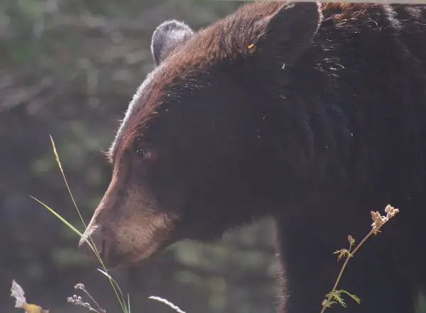 Bears can be dangerous to trout anglers