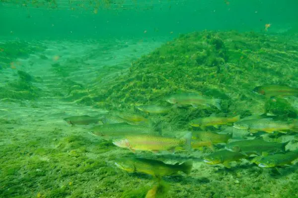 Trout often feed close to the river floor