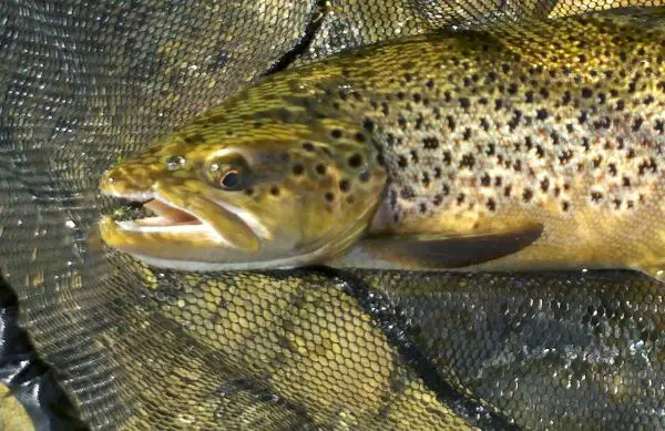 Can you hold a trout by its mouth? (Find out why not)