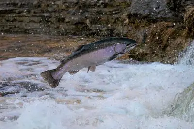 Why Do Trout and Salmon Jump? But Then Refuse to Bite?