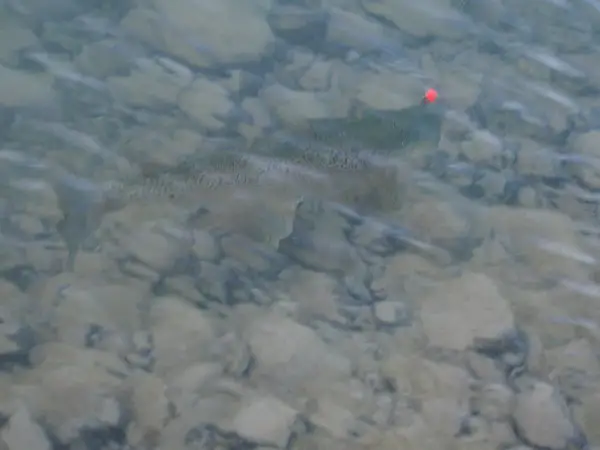 Can you catch trout on stocking day?