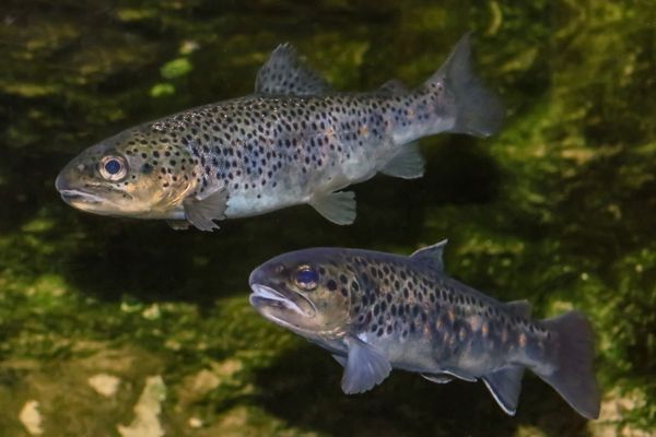 Are trout saltwater fish?