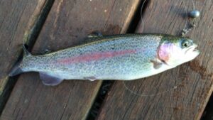 5 Best Baits For Stocked Rainbow Trout - Trout Resource