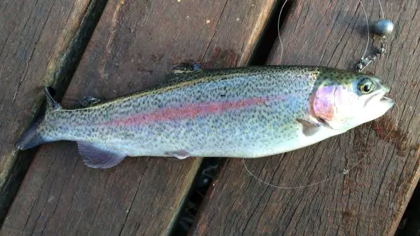 5 Best Bait For Stocked Rainbow Trout