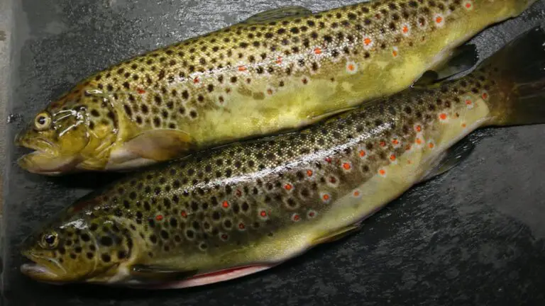 How to Store Trout While Fishing?