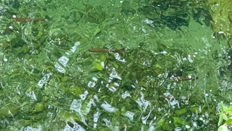 10 Quick Hints to Spot More Trout When Sight Fishing