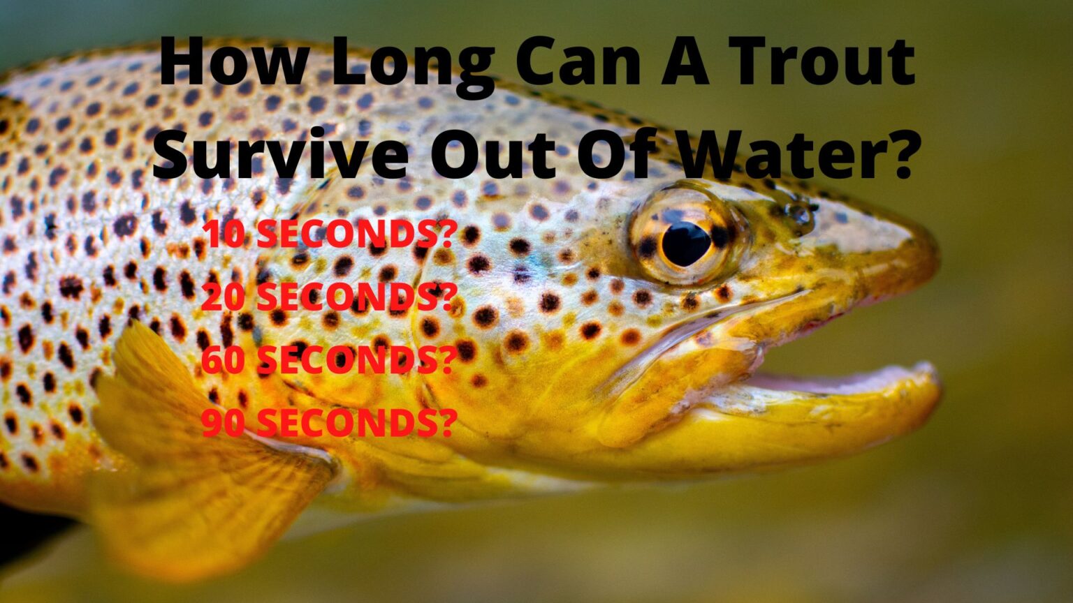 How long can trout survive out of water? Trout Resource