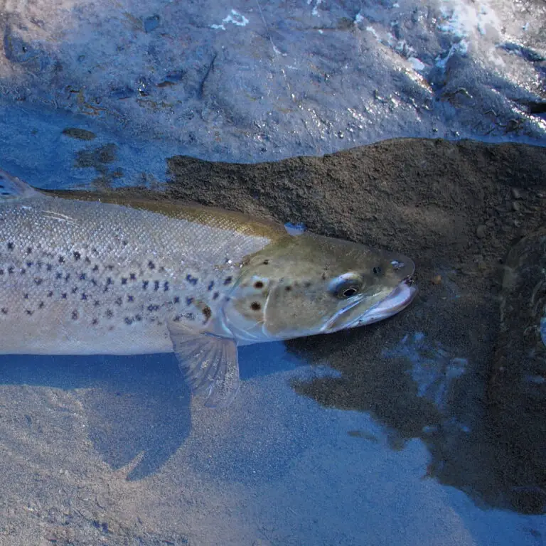 If I could only carry 5 flies when trout fishing