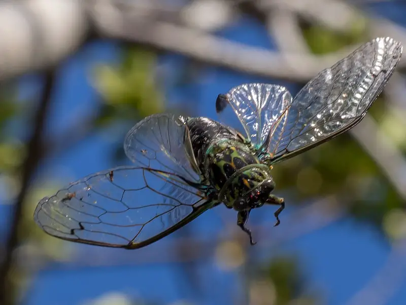 Cicada are large insects with their wings out. Trout love eating them.