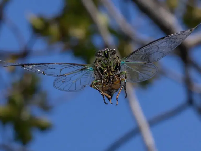 Cicada Season Approaches – The Secrets to Catching Trout on Cicada Flies