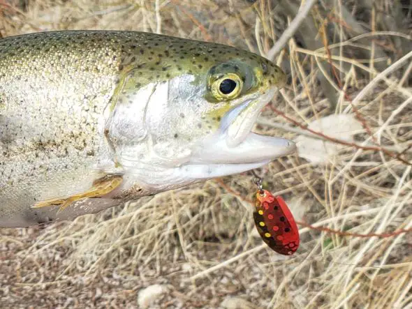 Trout caught in California on Thomas Bouyant spoon. 