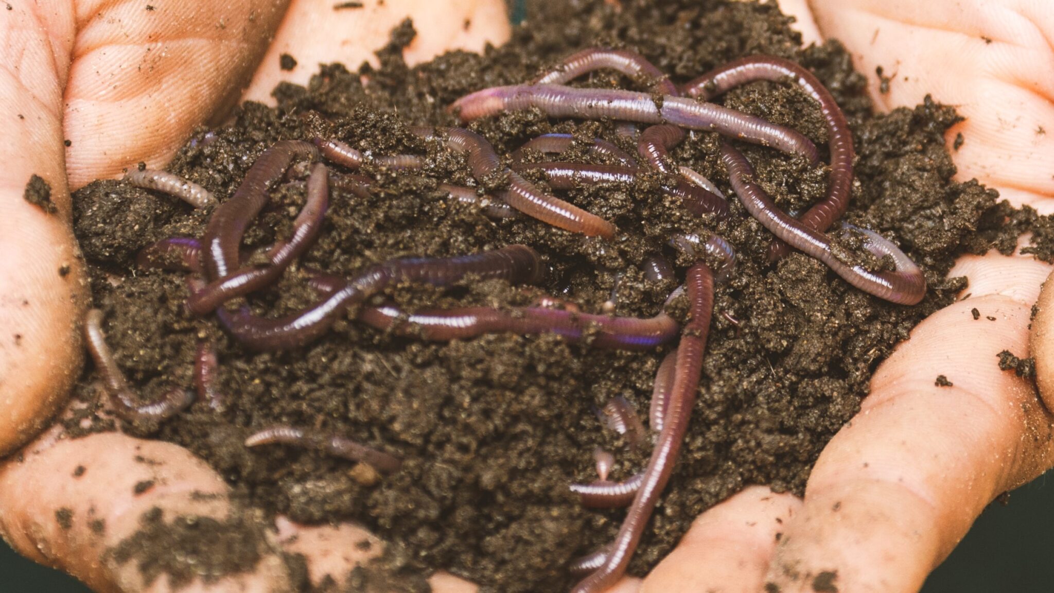 Do Real or Plastic Worms Catch More Trout? Trout Resource