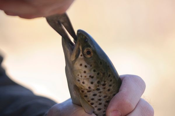 How to prevent trout from swallowing bait?