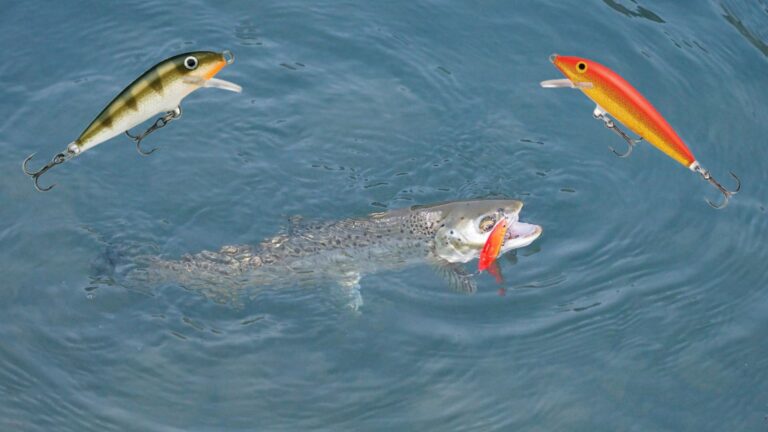 What Is the Best Color Rapala for Trout Fishing?