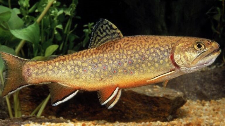 Can you keep pet trout in an aquarium