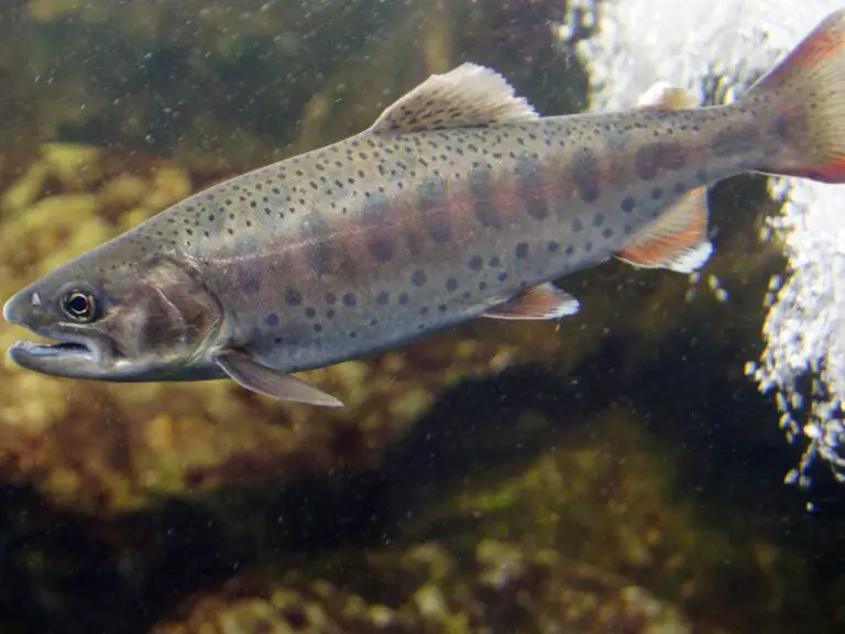 Introducing the cherry trout (Masu salmon)