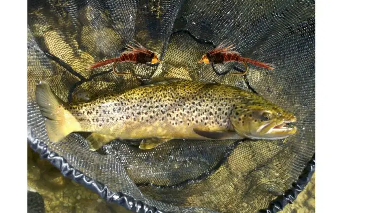 6 Pheasant Tail Nymph Variations (The Ultimate Trout Fly?)
