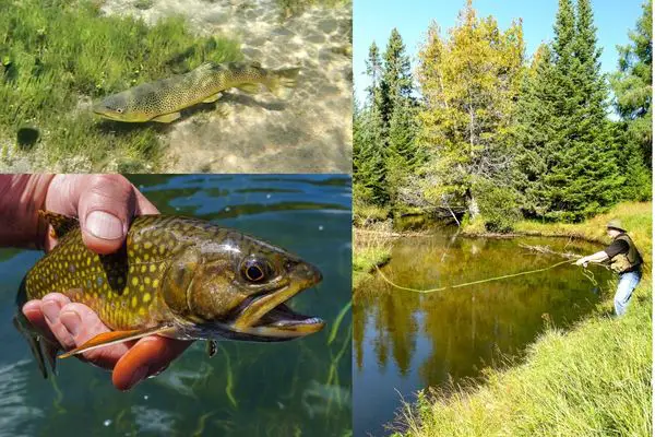 Catching brook and brown trout in spring creeks